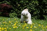 CHIEN NU CHINOIS 195